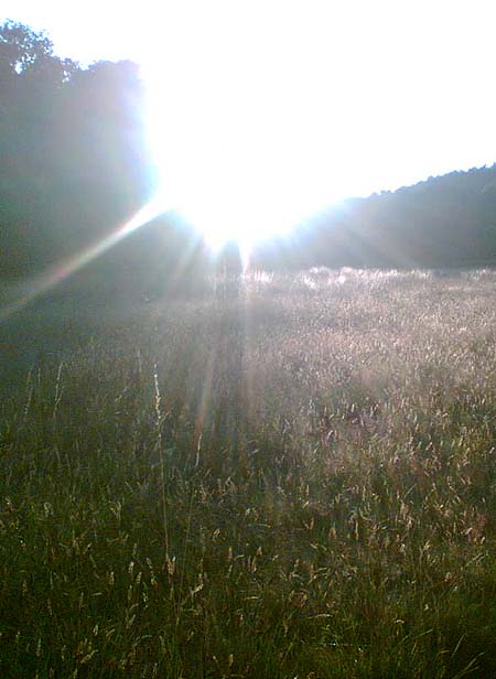 hiding in the light
